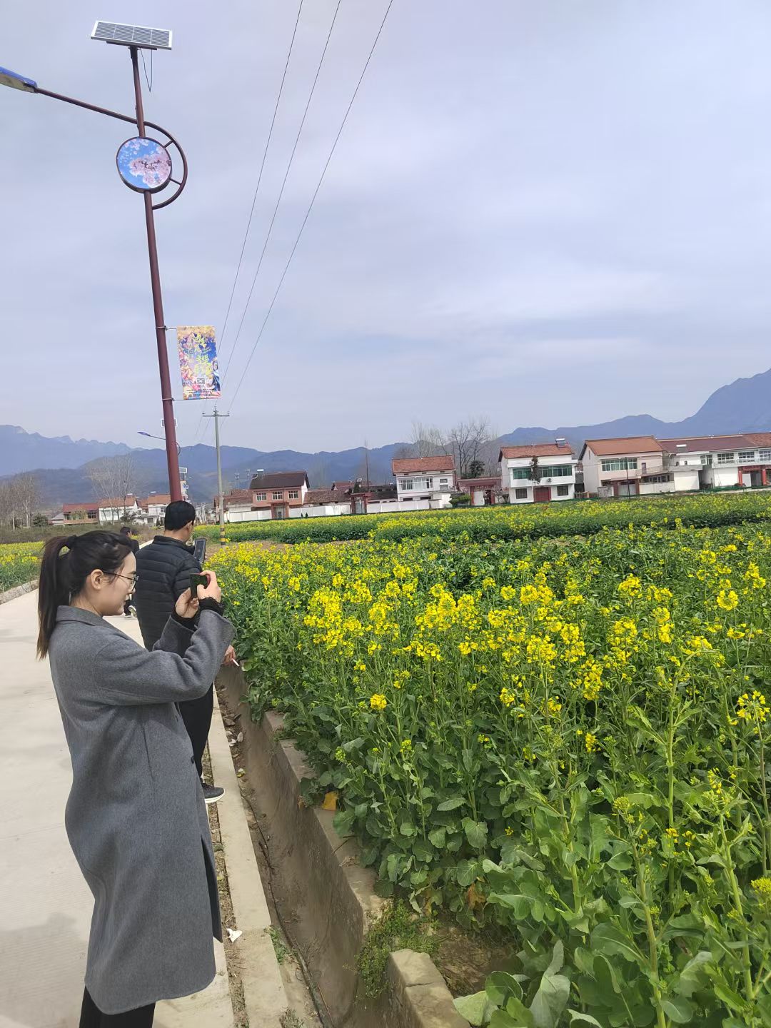 汉中油菜花